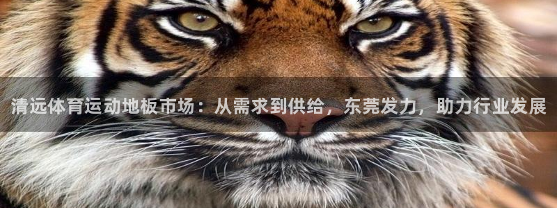 谈球吧体育：清远体育运动地板市场：从需求到供给，东莞发力，助力行业发展