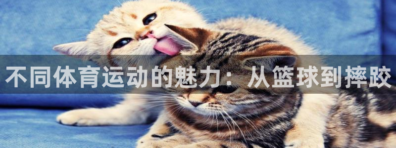 谈球吧体育官网