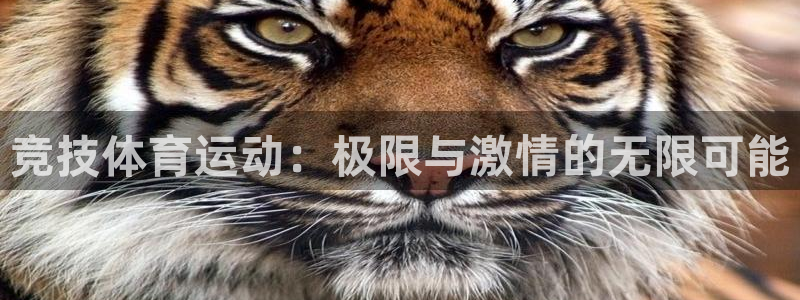 谈球吧：竞技体育运动：极限与激情的无限可能